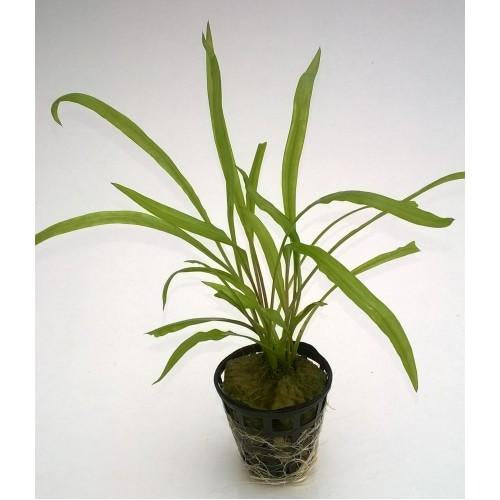 Cryptocoryne Spiralis