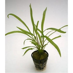Cryptocoryne Spiralis