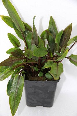 Cryptocoryne sp. green moederplant