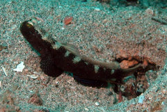 Cryptocentrus fasciatus