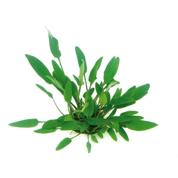 Cryptocoryne Willisii