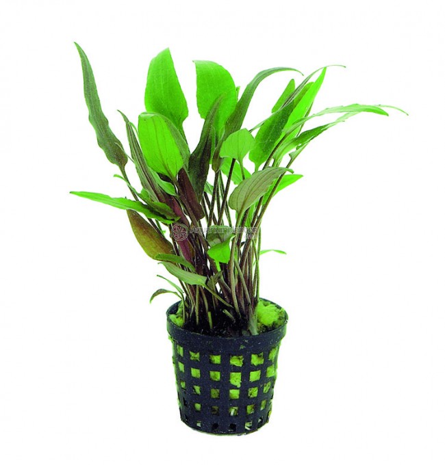 Cryptocoryne Wendtii Tropica