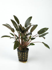 cryptocoryne wendtii bruin