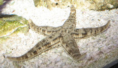 Astropecten Polyacanthus