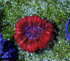 Cynaria sp. Red Australie