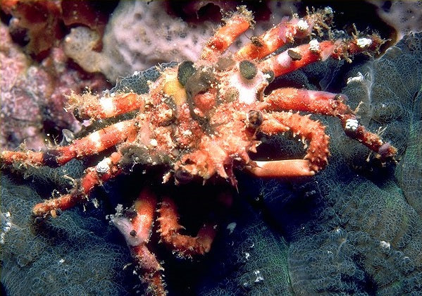 Decorator crab (Caribbean)