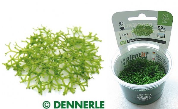 Riccia fluitans in-vitro