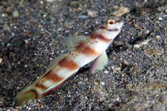 Amblyeleotris diagonalis