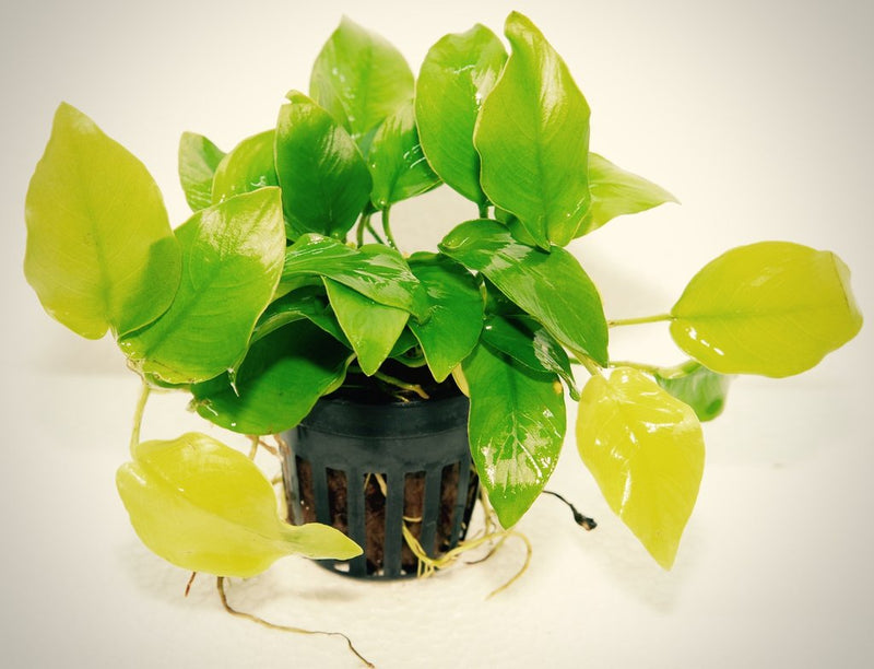 Anubias Nana Gold