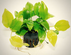 Anubias nana gold
