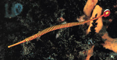 Dunckerocampus Pessuliferus