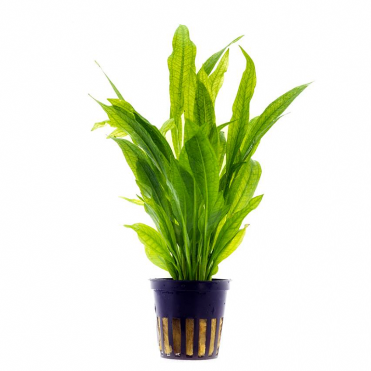 Echinodorus Bleheri