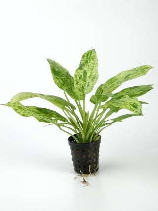 Echinodorus Cordifolius Marble Queen