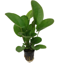 Echinodorus harbich