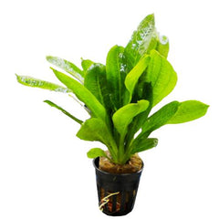 Echinodorus parviflora-parviflorus