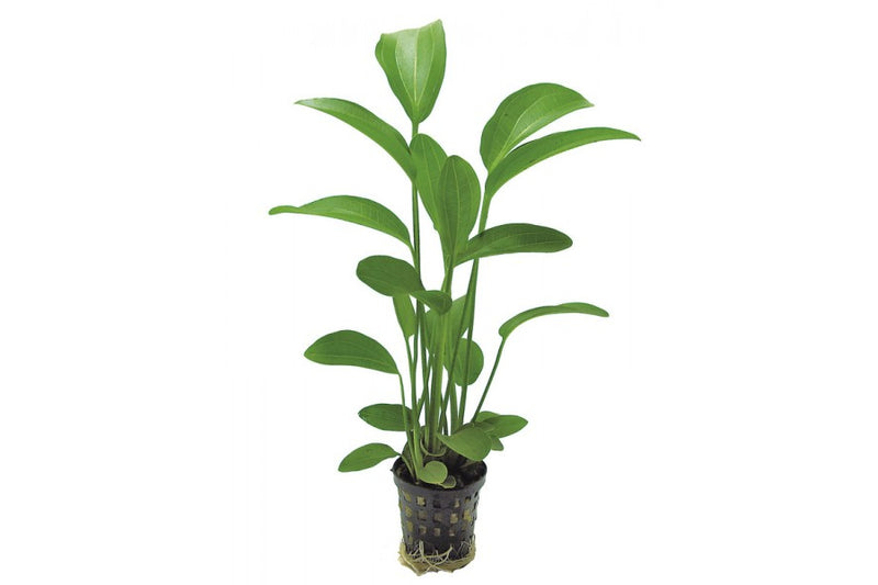 Echinodorus Radicans