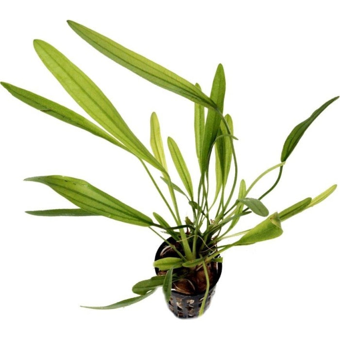 Echinodorus Uruguayensis