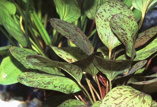 Echinodorus groene ozelot