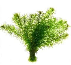 Egeria najas