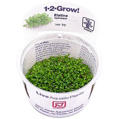 Elatine hydropiper  In-Vitro nr 19 easy grow