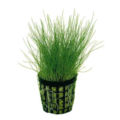 Eleocharis acicularis (Naaldgras)