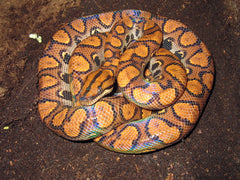 Epicrates Cenchria