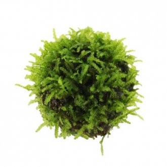 Floating Ball with Versicularia