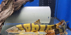 Leptobotia Elongata