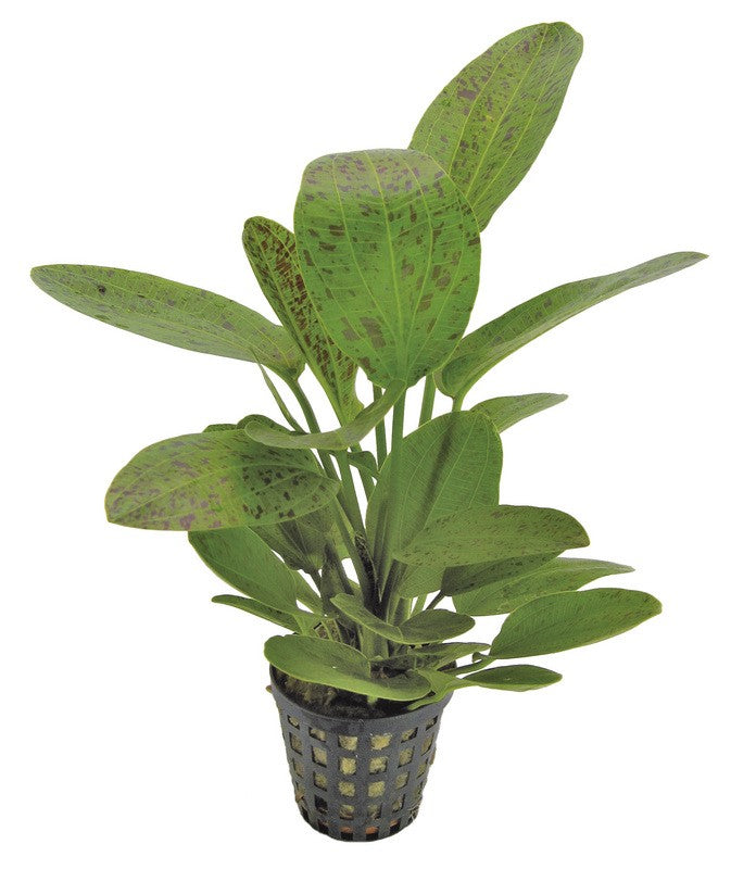 Echinodorus ozelot