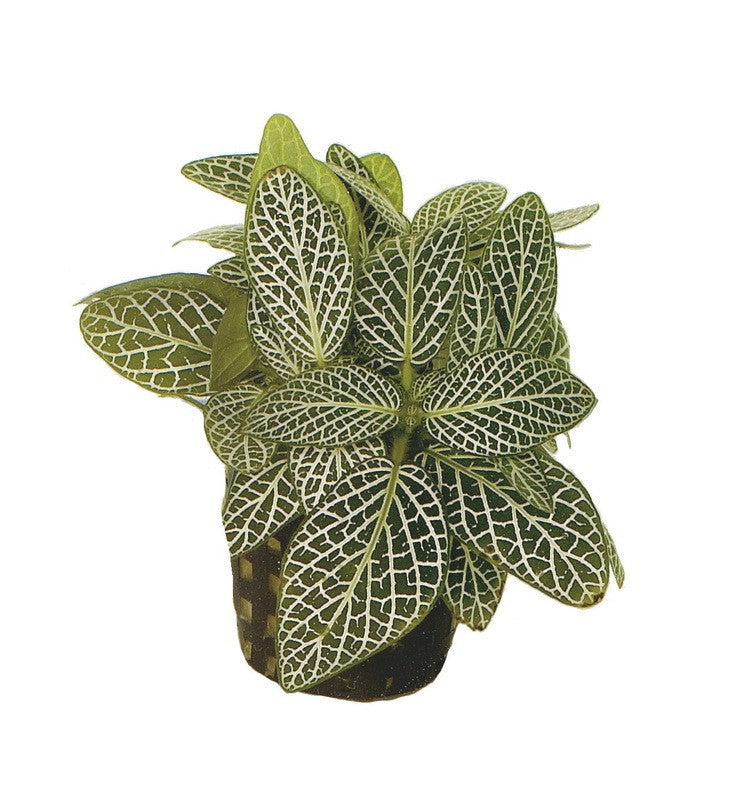 Fittonia wit