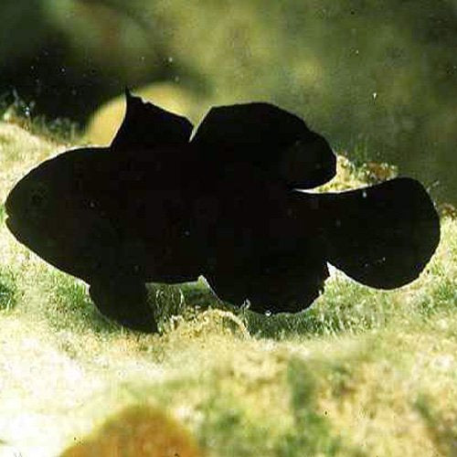 Gobiodon Acicularis