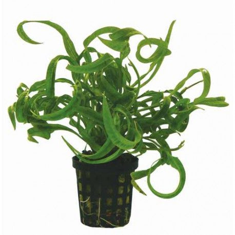 Helanthium sp. 'Vesuvio'