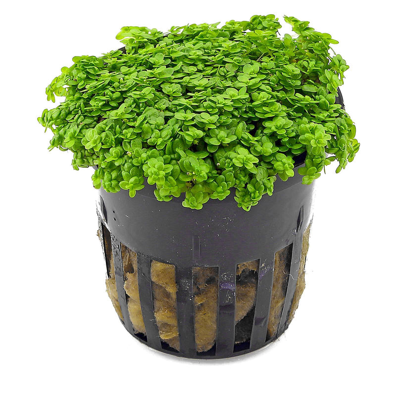 Hemianthus Callitrichoides