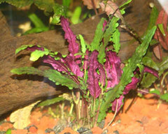 Hemigraphis Exotica