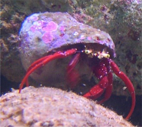 Hermit crab spp.