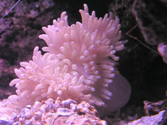 Heteractis crispa (Pink)