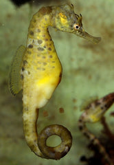 Hippocampus Abdominalis