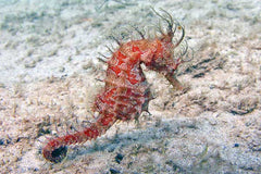 Hippocampus Erectus (Red)