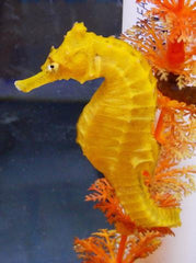 Hippocampus Erectus (Yellow)