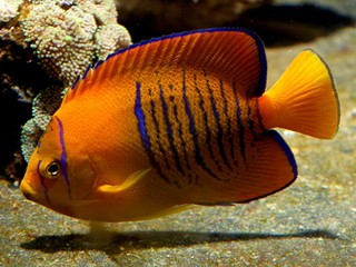 Holacanthus clarionensis