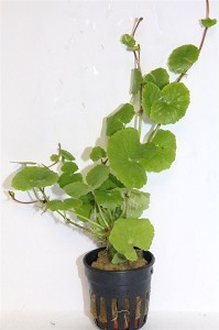 Hydrocotyle leucocephala
