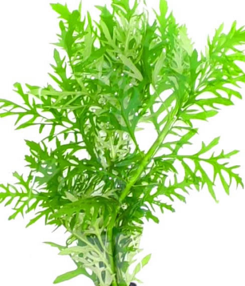 Hygrophila Difformis