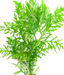 Hygrophila Difformis