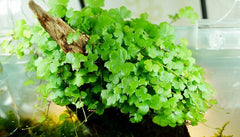 Hydrocotyle tripartia