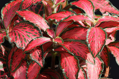 Fittonia red
