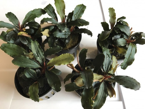 Bucephalandra theia
