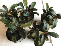 Bucephalandra theia