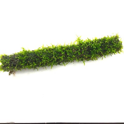 Bamboo stok met javamos (20 cm)