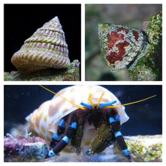 Poetsploeg 60 liter Zee Aquarium
