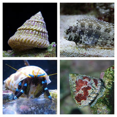 Poetsploeg 80 liter Zee Aquarium
